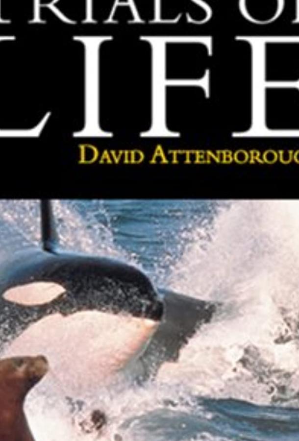 BBC: Борьба за выживание (1990) онлайн бесплатно